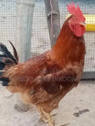Emmanuel Farms