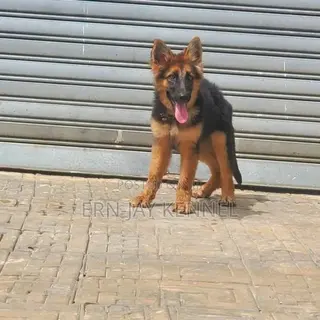 3-6 months Female Purebred German Shepherd
