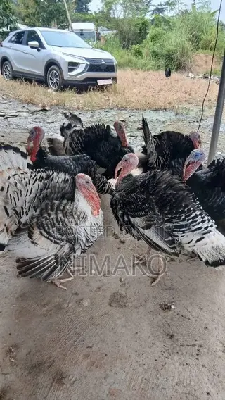 Mature Hybrid Turkeys for Sale