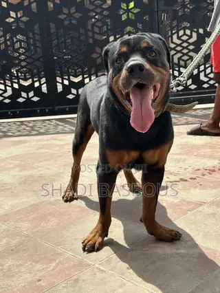 1+ year Male Purebred Rottweiler