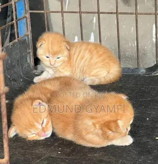 1-3 months Male Purebred Maine Coon