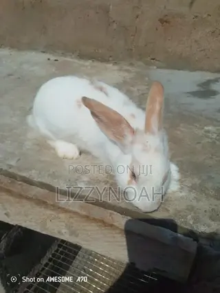 Healthy Male Rabbits for Sell