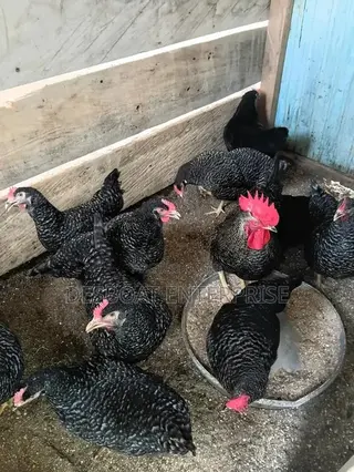 Matured Chicken for Sale