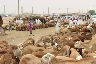 Sudanese Sheep