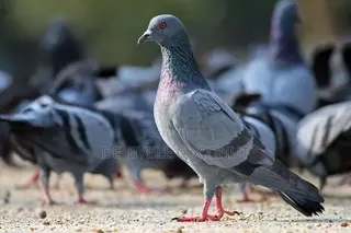 Rock Dove for Sales