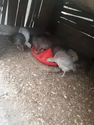 3 Months Old Pure White and Black and White Guinea Fowl
