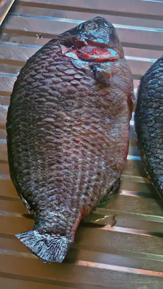 Fresh. Tilapia Available