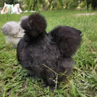 7 Weeks Silkies Chickens Available