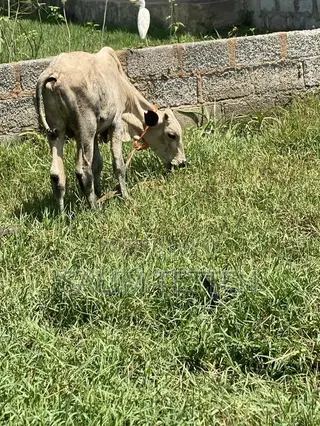 Cow 4k Going for Cool Price