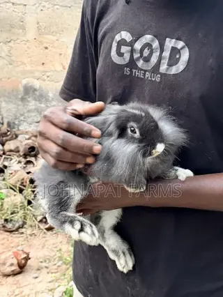 Pet Rabbits