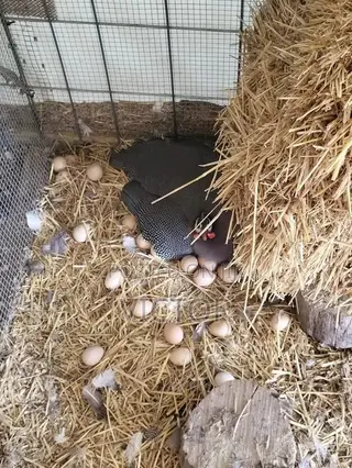 Guinea Fowl Eggs