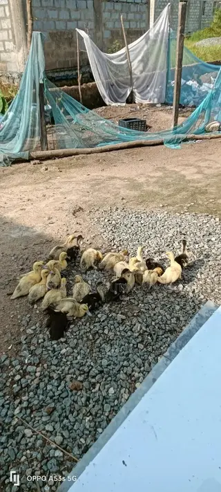 22 Healthy Muscovy Ducklings for Sale!