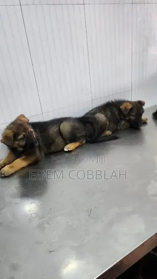 3-6 months Female Purebred German Shepherd