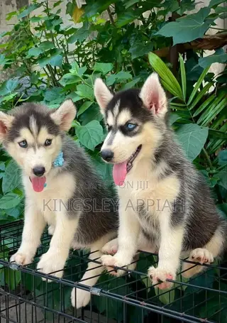 1-3 months Male Purebred Siberian Husky