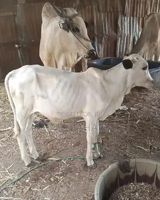 Nice Female Cow Seller