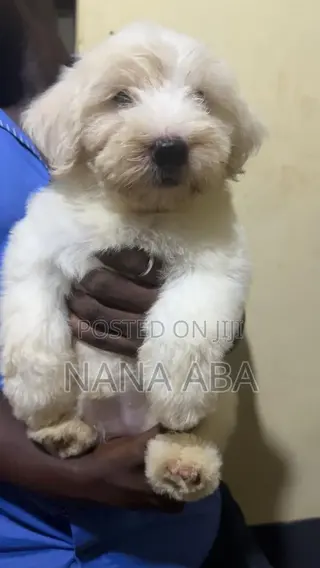 0-1 month Female Purebred Poodle