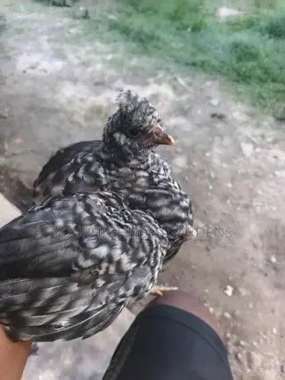 Hybrid Chicken for Sale