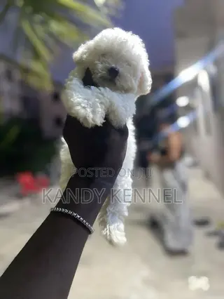 1-3 months Male Purebred Maltese
