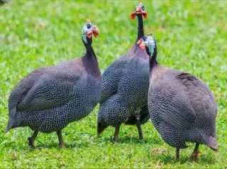 Guinea Fowls