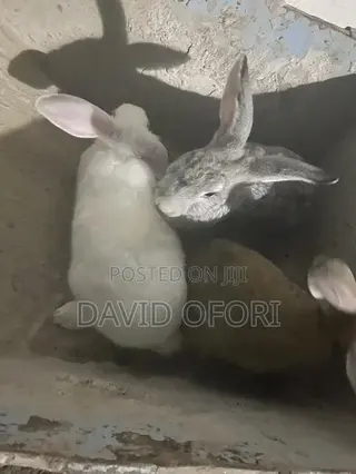 Rabbits Farm