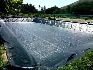 Tilapia and Catfish Pond and Cage Construction