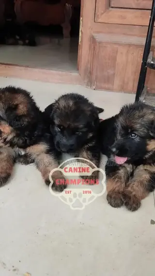 1-3 months Female Purebred German Shepherd