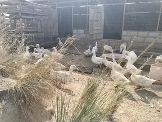 4 Weeks Jumbo Pekins