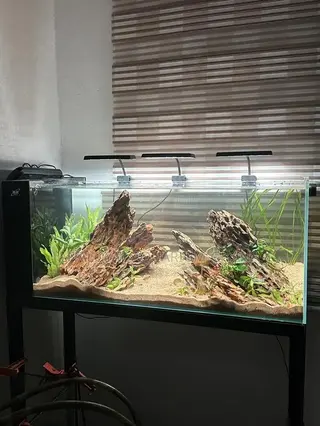 Iwagumi Style Aquarium