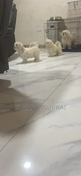 1-3 months Male Purebred Maltese