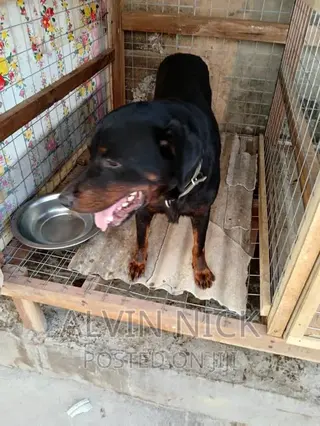 6-12 months Male Purebred Rottweiler
