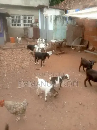 Live Goat(Billy)