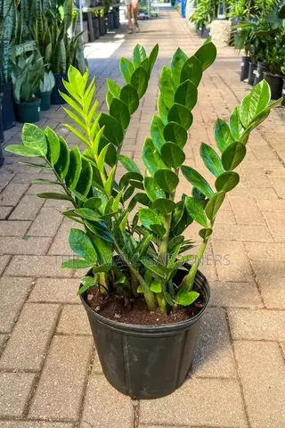 ZZ Plant, Beautiful Ornamental Indoor Plant for Sale