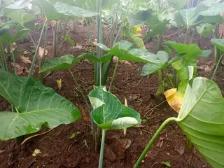Healthy Cocoyam and Plantain Suckers for Sale