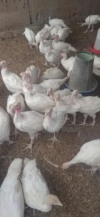 Foreign Turkeys Available (Bbw and Bbb)