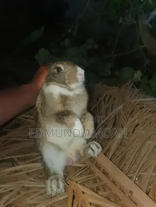 Fully Matured Male Rabbit
