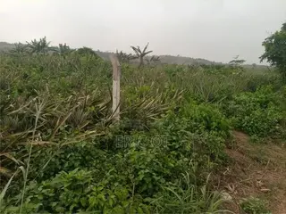 Farm Land for Sale - Fully Registered Ted