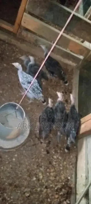 A.B.N Farms
