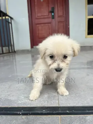 1-3 months Male Mixed Breed Poodle