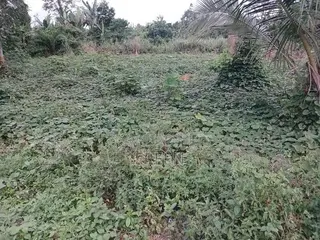 2 Plots of Land for Sale