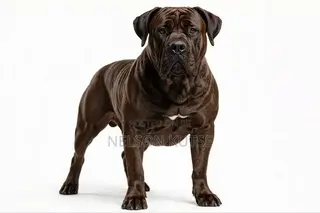 1+ year Male Purebred Boerboel
