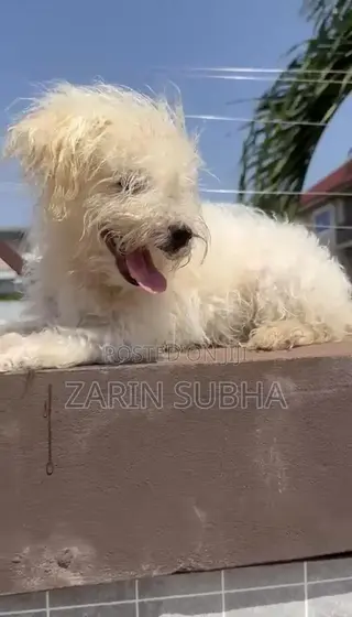 1-3 months Male Purebred Poodle