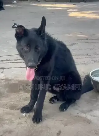 6-12 months Male Purebred German Shepherd