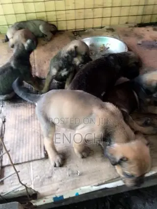 1-3 months Male Purebred Boerboel