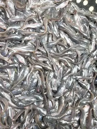 Cat Fish Fingerlings,Juveniles,Jumbo Available