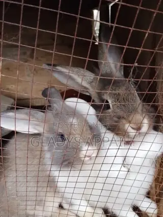 Good Animal