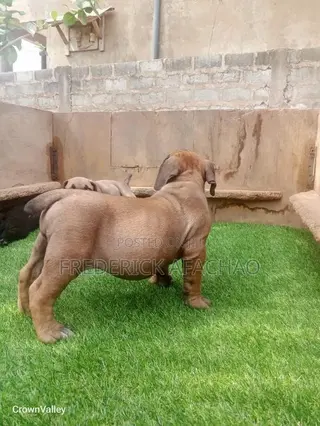 1-3 months Female Purebred Boerboel
