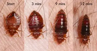 J.I.L Fumigation Services