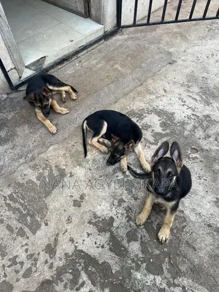 1-3 months Female Purebred German Shepherd