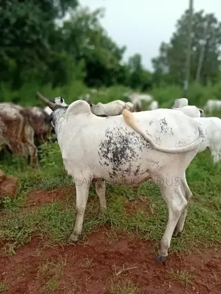 The Animals Seller