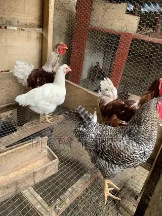 Matured Fowls